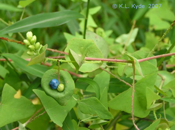 Mile-a-Minute (Persicaria perfoliata)